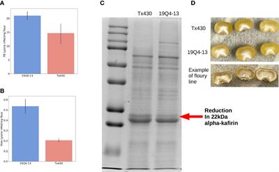 Large and stable genome edits at the sorghum alpha kafirin locus result in changes in chromatin accessibility and globally increased expression of genes encoding lysine enrichment